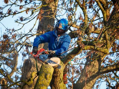 An arborist wearing safety gear uses a chainsaw to cut a large tree branch while standing high up in a tree, showcasing professional tree removal techniques surrounded by other branches.