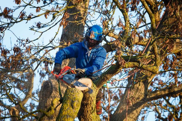 An arborist wearing safety gear uses a chainsaw to cut a large tree branch while standing high up in a tree, showcasing professional tree removal techniques surrounded by other branches.